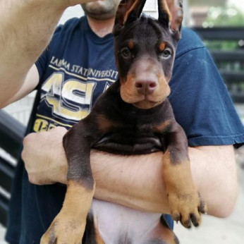 Doberman kiskutyák eladók