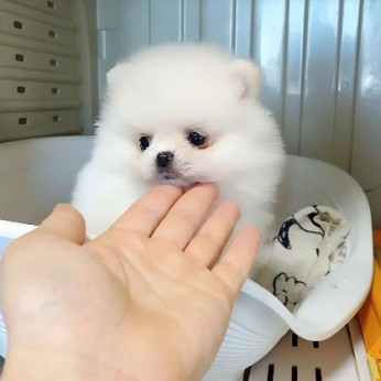 2 beautiful Pomeranian puppies Business WhatsApp: +37256348129