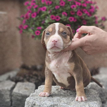 American Bully XL kölykök eladók