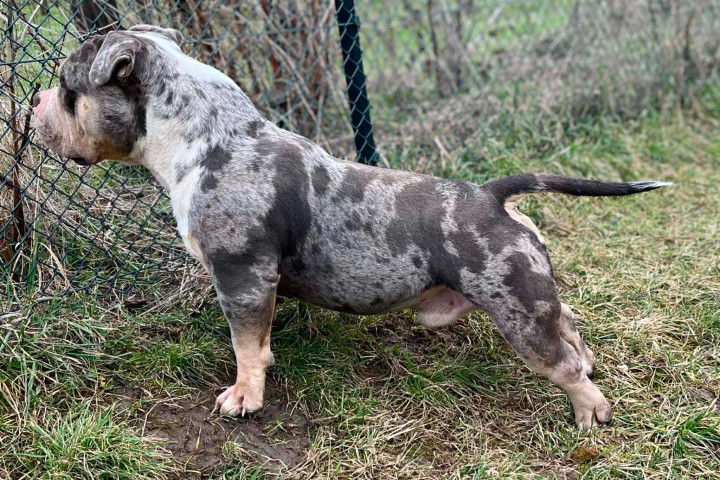 American Bully Pocket – kan és szuka eladó