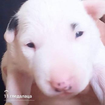 Normál bullterrier kölykök
