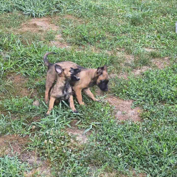 Malinois belga juhászkutya kölykök