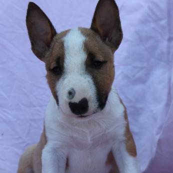 Mini Bull Terrier – Gyönyörű kölykök