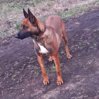 Malinois belga juhászkutya kölykök