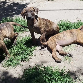 Presa Canario kiskutyák eladók