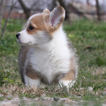 Pembroke walesi corgi kölykök