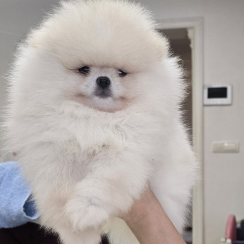 Pomerániai spitz kölykök