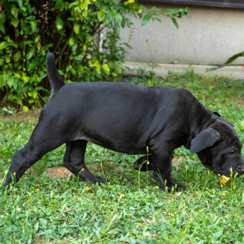 Dél-afrikai masztiff – Boerboel kiskutyák