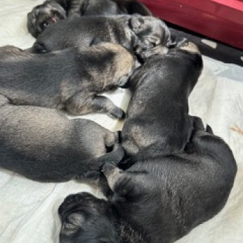 Só-bors közép schnauzer kiskutyák költöznének