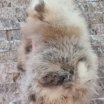 Pomerániai Boo, Tea csésze női