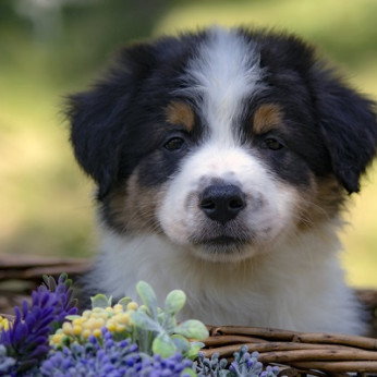 Border collie - Border collie, kölykök