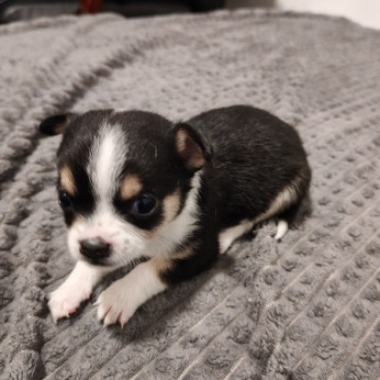 Chihuahua kölykök