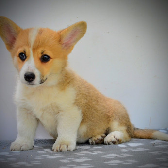 Walesi Corgi Pembroke kiskutyák eladók