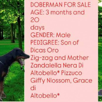 Dobermann alom