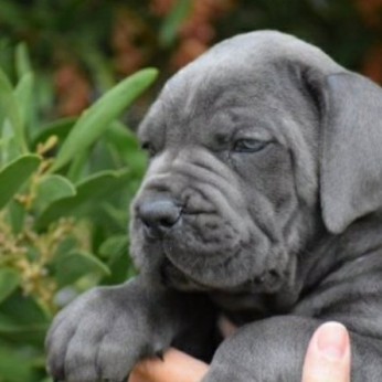 Cane Corso kiskutyák AJÁNLÁS