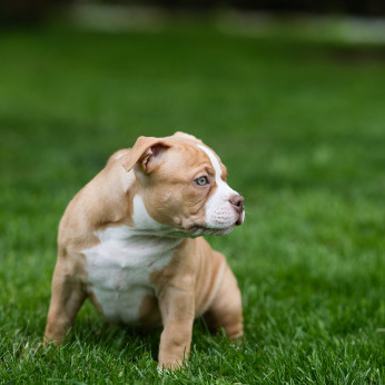 American Bully kiskutyák eladók