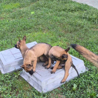 Malinois belga juhászkutya kölykök
