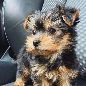 Gyönyörű Yorkshire terrier kölykök Üzleti WhatsApp: +37256348129