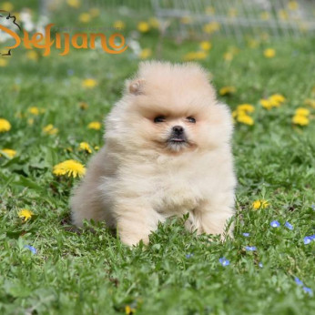 Pomeranian BOO macik, Pomerániai törpespicc kölykök