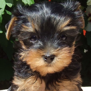 Yorkshire terrier kölykök eladók