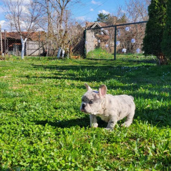 Merle francia bulldog kölykök