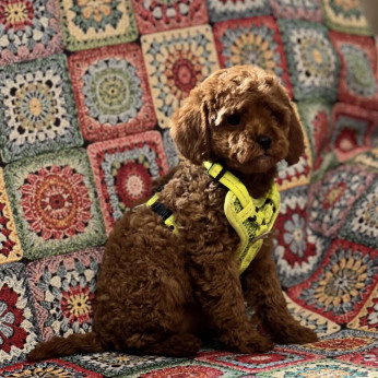 Toy Uszkár (Poodle) kölykök