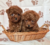 Vörös teáscsésze uszkár