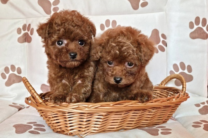 Vörös teáscsésze uszkár