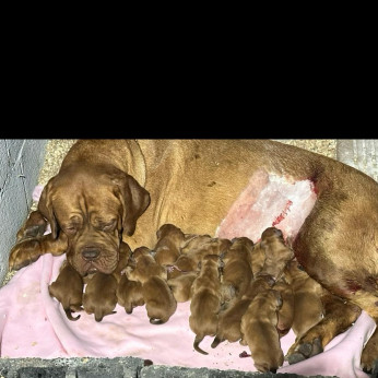 Dogue de Bordeaux kölyökkutyák