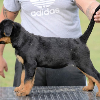 Rottweiler kölykök, alom