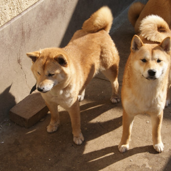 Shiba inu kölykök