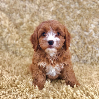 Gyönyörű Cavapoo kölykök