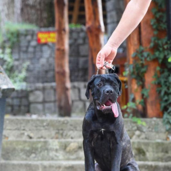 Cane Corso kan kiskutya