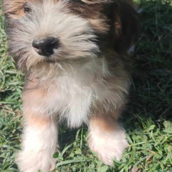 Havanese Bichon kölykök