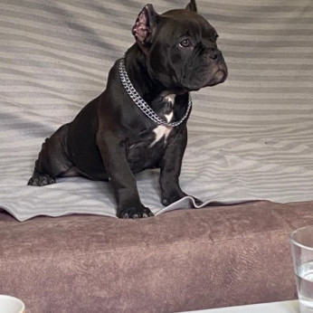 American Bully Exotic Micro kölykök