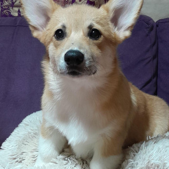 Walesi Corgi Pembroke kölykök