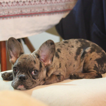 Merle francia bulldog kölyökkutya
