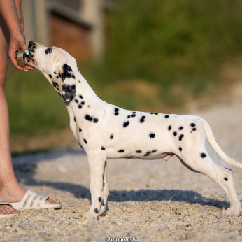 Dalmata kölyökkutyák