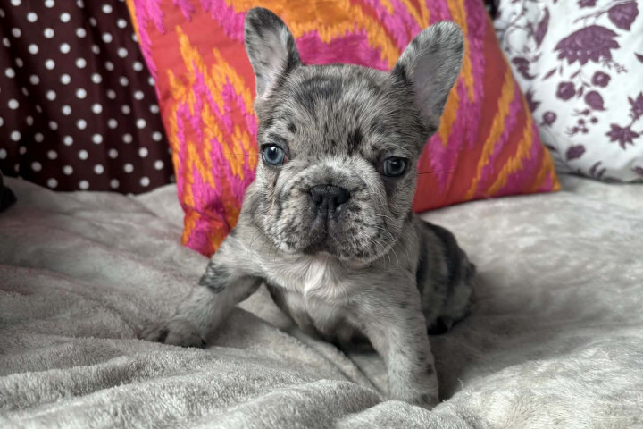 Francia bulldog kiskutyák