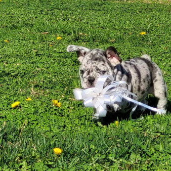 Merle francia bulldog kölykök