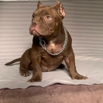 American Bully Exotic Micro kölykök