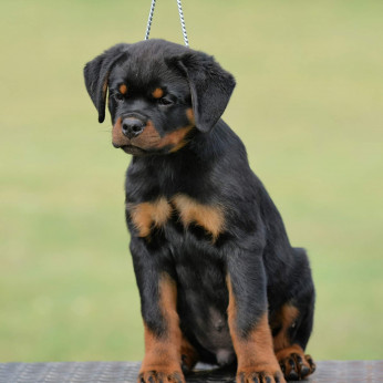 Rottweiler kölykök, alom