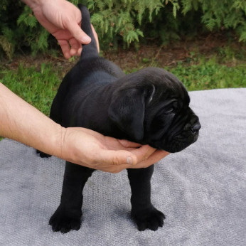 Cane Corso kölykök