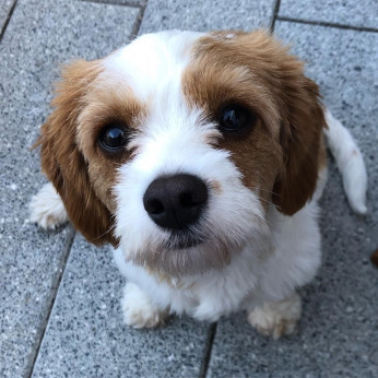 Gyönyörű Cavalier King Charles spániel kölykök eladók