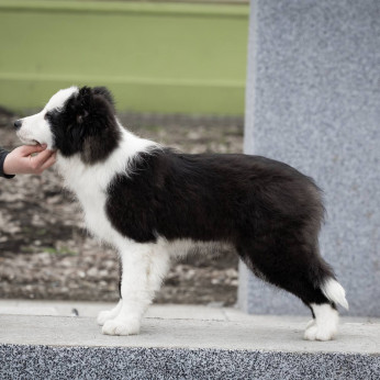 Border Collie kölykök