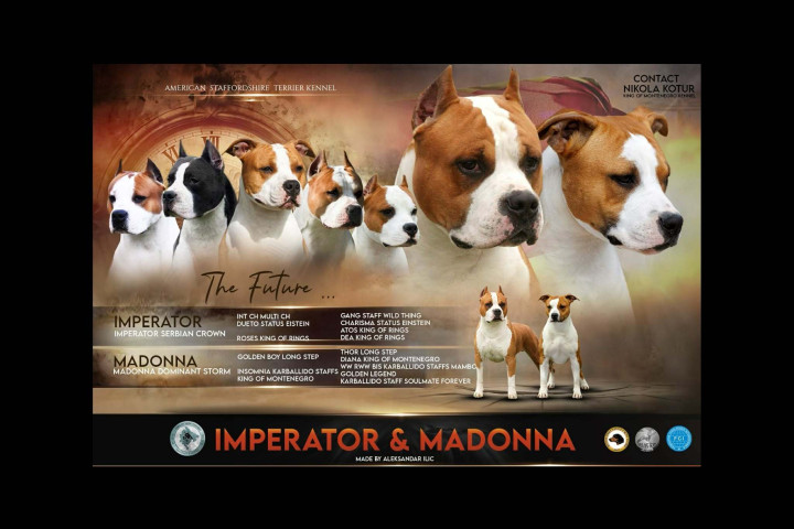 Amerikai staffordshire terrier – kölykök