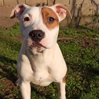 Amerikai staffordshire terrier kölykök