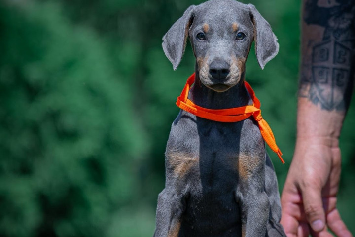 Doberman kiskutyák eladók