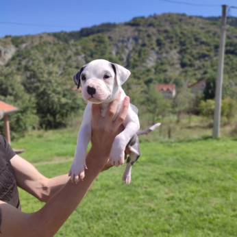 Amerikai pitbull terrier kölykök