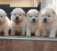 kiskutya